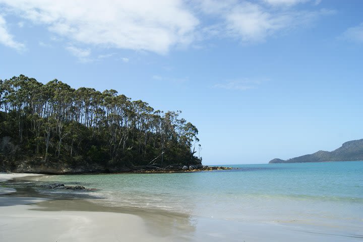 Bruny Island Day Trip from Hobart image