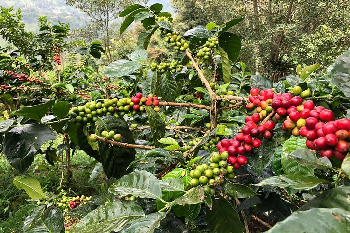 Coffee Farm Half-Day Tour (Be a Farmer for One Day) image