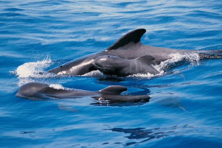 Luxury 3 Hour Catamaran Sailing In Tenerife image