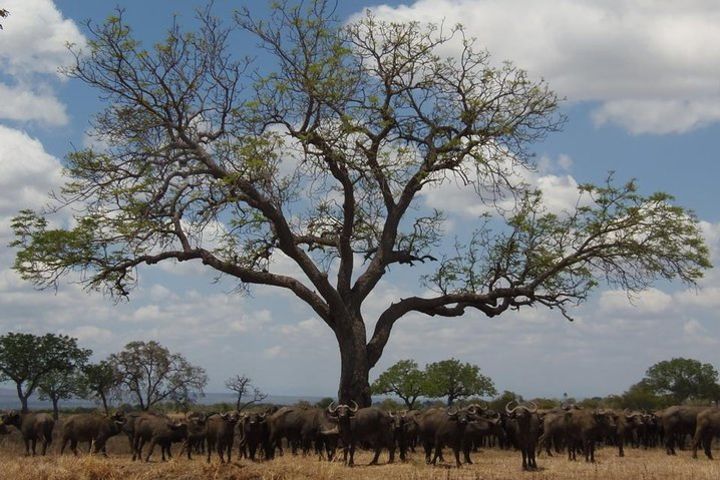 3 Days - Exploring Selous Game Reserve image