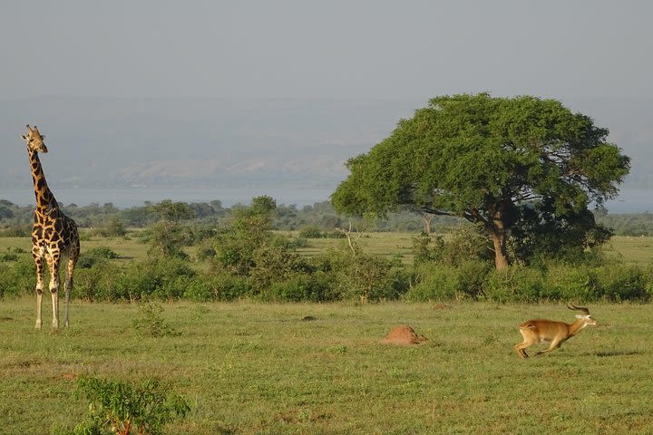 3 Days Murchison falls park Uganda  image