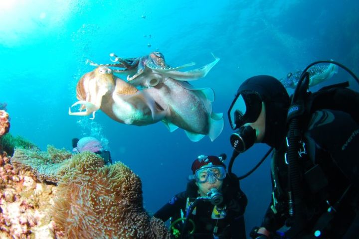 Scuba Diving in Grande Island, Goa  image