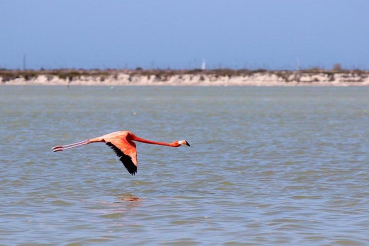  Cenote Suytun & Rio Lagartos & Las Coloradas image