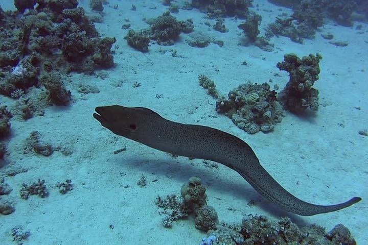 Barrier Reef Adventure With Green Moray Eel,Sting Rays Alley and Beach break image