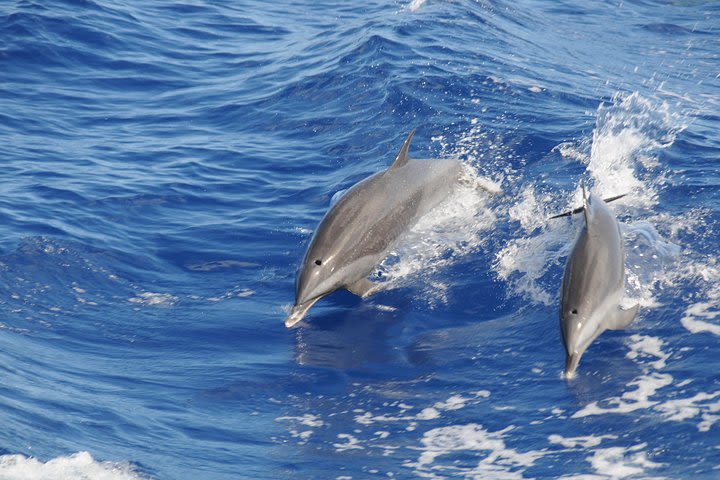 Whale Watching and Dolphin Spotting Cruise  image