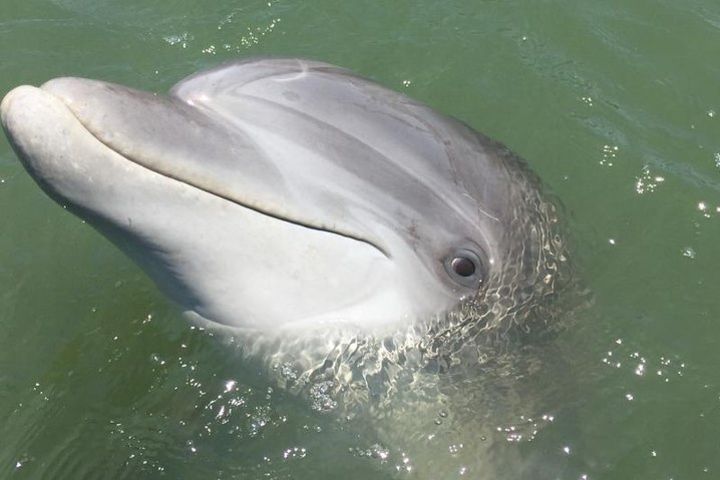 Private Hilton Head Dolphin Watching Tour with Waterfront Dining Stops  image