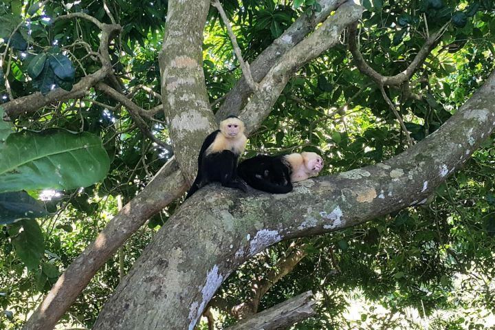 Manuel Antonio National Park Wildlife Tour image