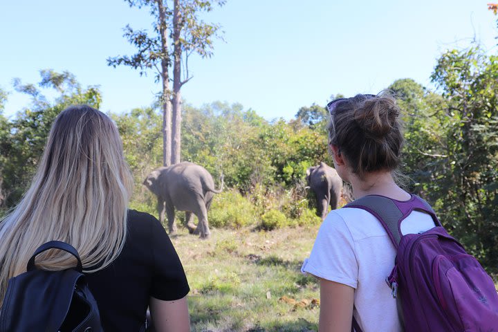 A Morning with Elephants image