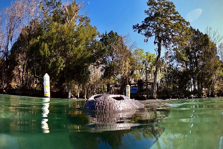 Florida Manatee Adventure, Everglades Style Airboat, Wildlife Park & Transport image