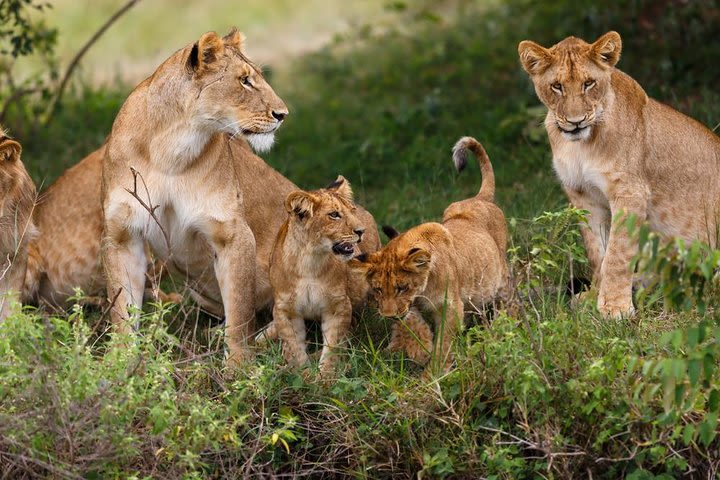 Half Day Nairobi National Park Guided Game Drive  image