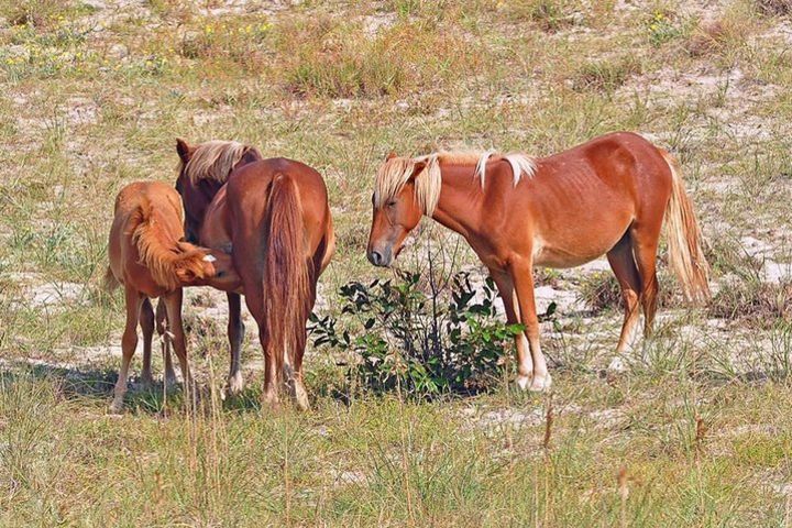 2-hour Outer Banks Wild Horse Tour by 4WD image