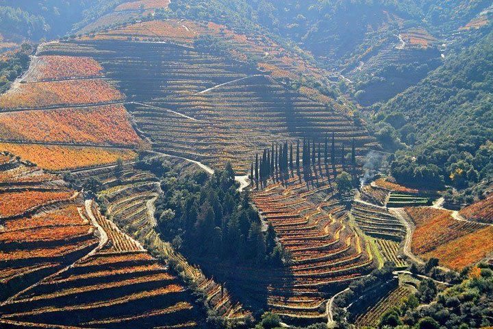 My Douro - Full Day, Wine Tasting, River Cruise and Lunch from Peso da Regua image