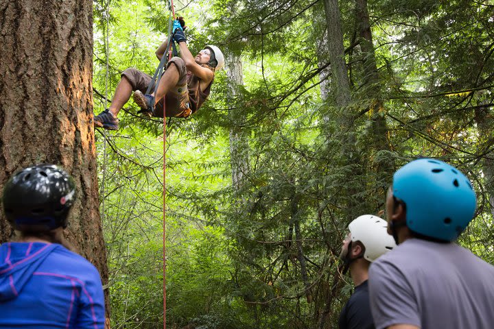 3 Day Canopy Tree Climbing Academy image