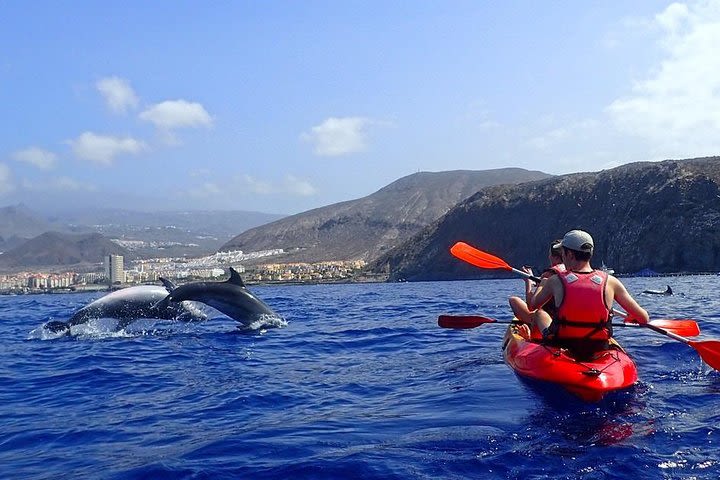 Kayaking, Snorkeling & Swimming with Dolphins and Watching  image