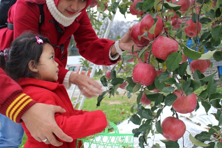 Apple picking experience image