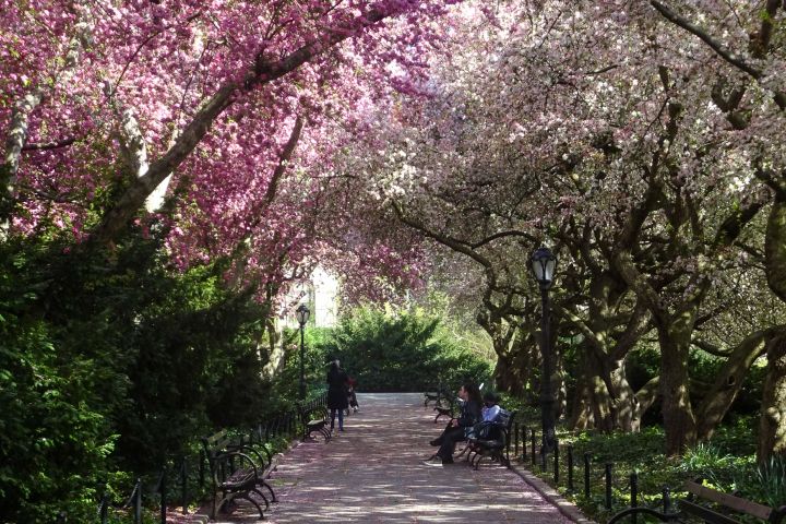 Central Park Private Tour image