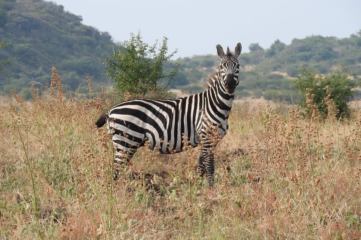 Trekking - Nechisar National Park (5 days) image