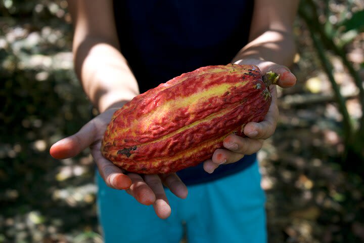 Small Group Guayaquil and Cocoa Farm Full-Day Tour image