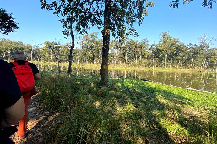 2 Hours Nature Walk in Chitwan National Park image