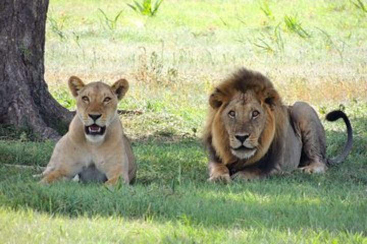 3 Days Tarangire, Manyara & Ngorongoro Mid-range camping Safari Tour Tanzania  image