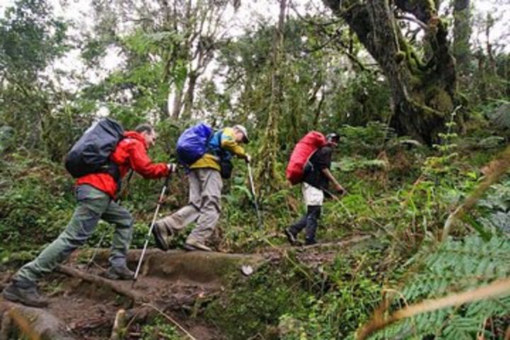 Mt Kilimanjaro Day Hike image