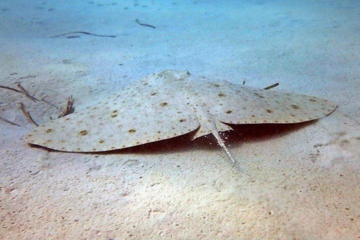 Diving baptism with species identification in Las Canteras image