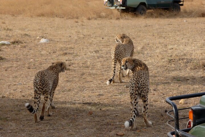  6 Days Group Joining Masai Mara, Lake Nakuru & Amboseli Safari image