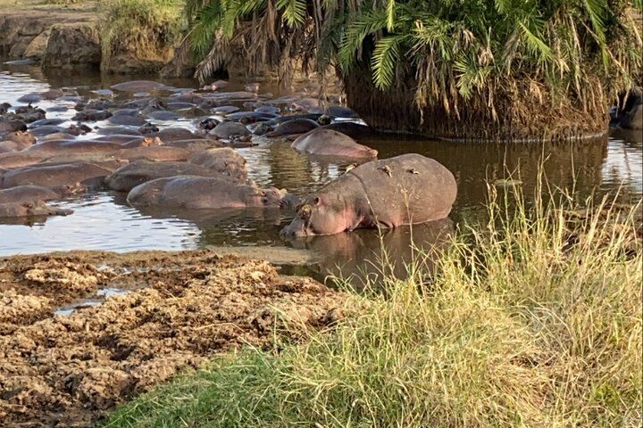 3-Day Serengeti Guided Safari from Mwanza image