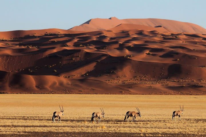 15 Days All About Namibia  image