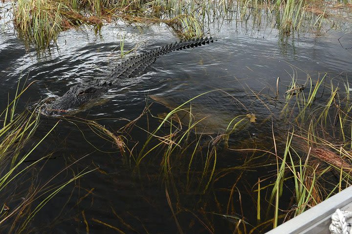 Florida Everglades Night Airboat Tour near Fort Lauderdale image