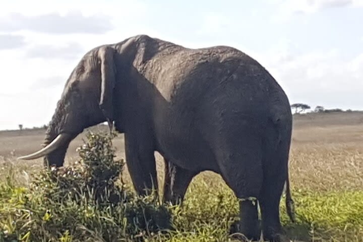 Day trip to Lake Nakuru National Park from 0600hrs(am) to 1900hrs(pm). image