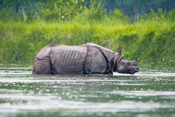 Chitwan Jungle Safari Tours image