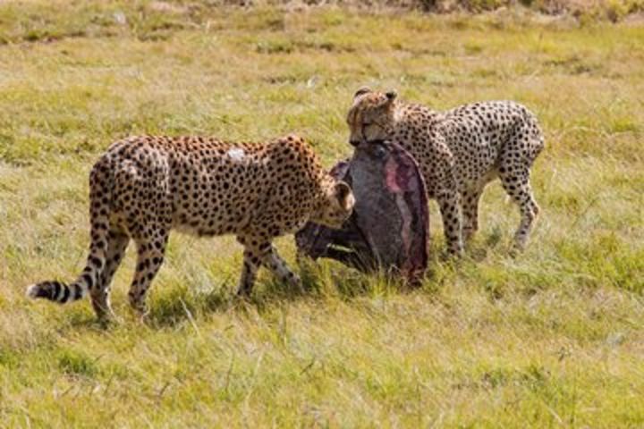 Luxury Serengeti day tour Advanture from Mwanza | BURIGI CHATO SAFARIS Co LTD image