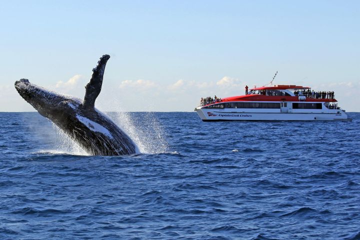 Sydney Whale Watching Cruise image