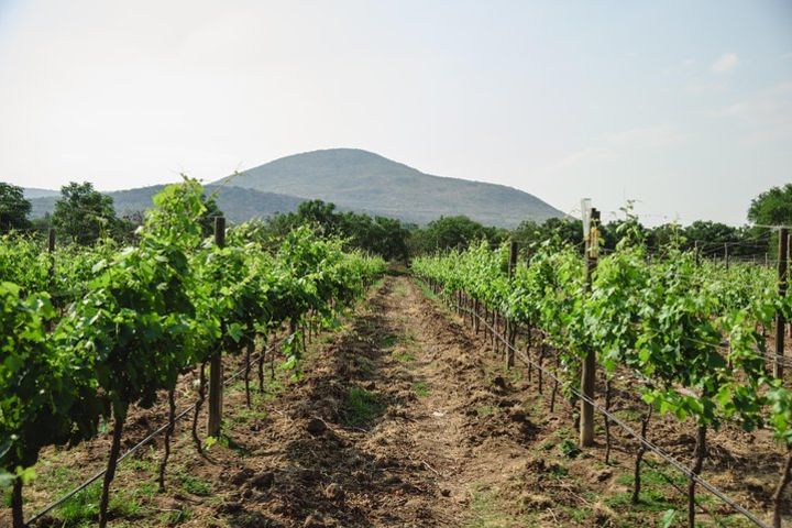 Wine Tasting, Freixenet Cellar Tour & Peña de Bernal image