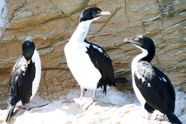 Bird Watching and Dolphin Eco-Tour from Picton image