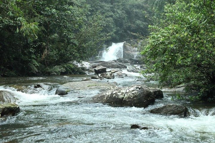 'Explore Sinharaja' rainforest - Discovery Tour (half day) image