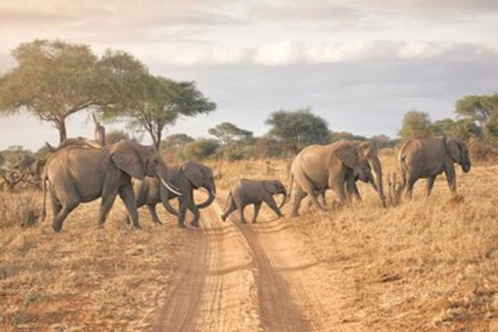 6-days Safari in Northern Tanzania image