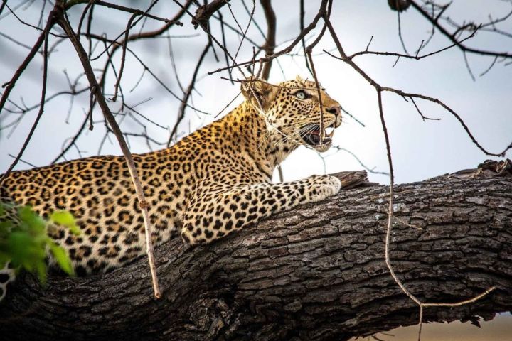 Victoria Falls: Hwange National Park Game Safari Day Tour image