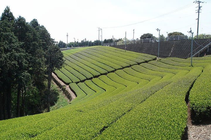 Budget Tour: Full-Day Cameron Highlands Tour image