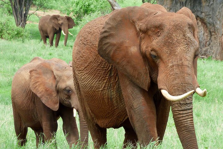 Wildlife Camping Safari: 2 Days, 1 Night - Manyara, Tarangire National Parks image