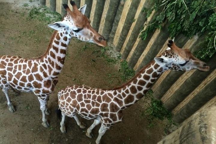 Private Manila Family Day Adventure: A Day at the Zoo image