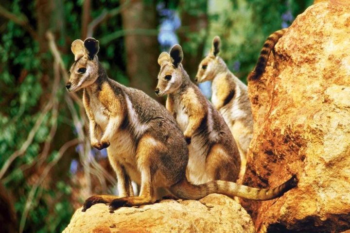 Sydney Harbour 2-Day Hop-On Hop-Off Cruise with Taronga Zoo Entry image