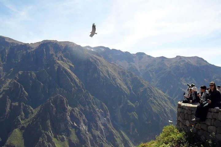  Colca Full Day Experience image