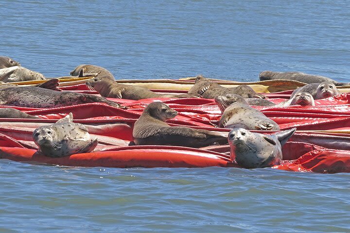 Port of Tacoma and Puget Sound 2 Hour Guided Boat Tour  image