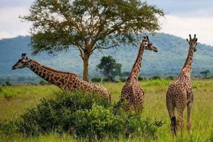 3days 2nights Tour to Uluguru Mountain and Mikumi National Park image