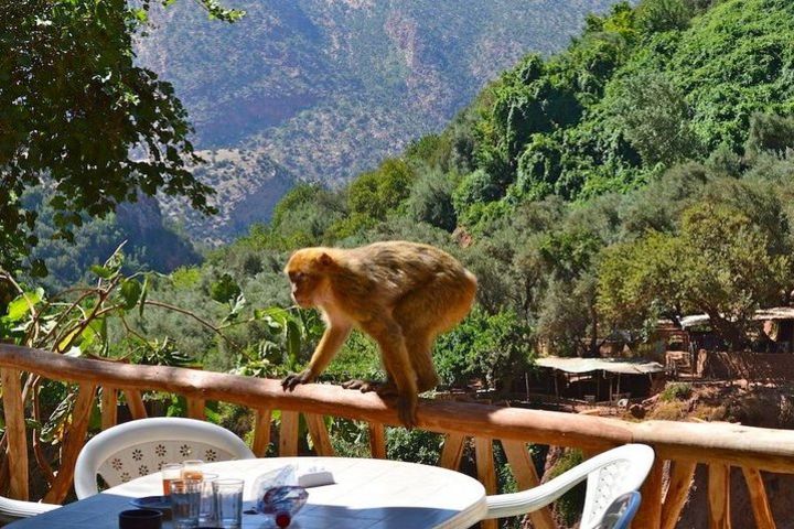 One Day Trip To Ouzoud Waterfalls  image