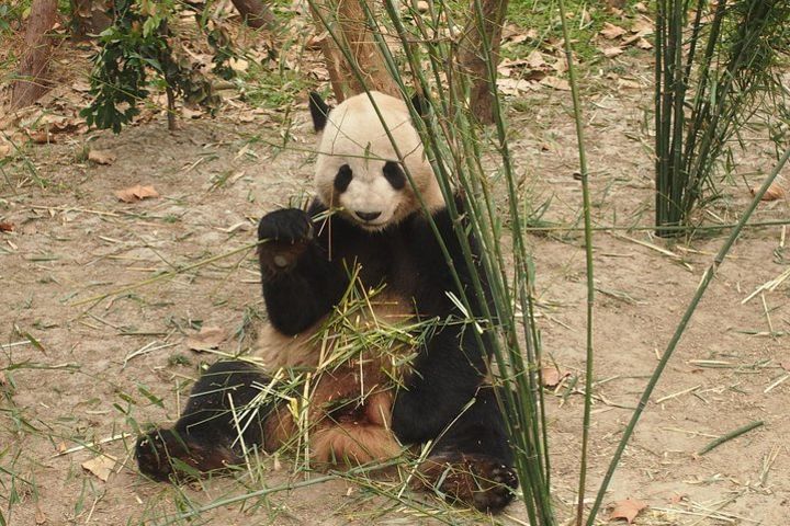 Walking Tour: Chengdu Panda Base and Sanxingdui Museum image