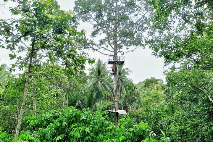 Rainforest Zipline Adventure in Koh Samui image