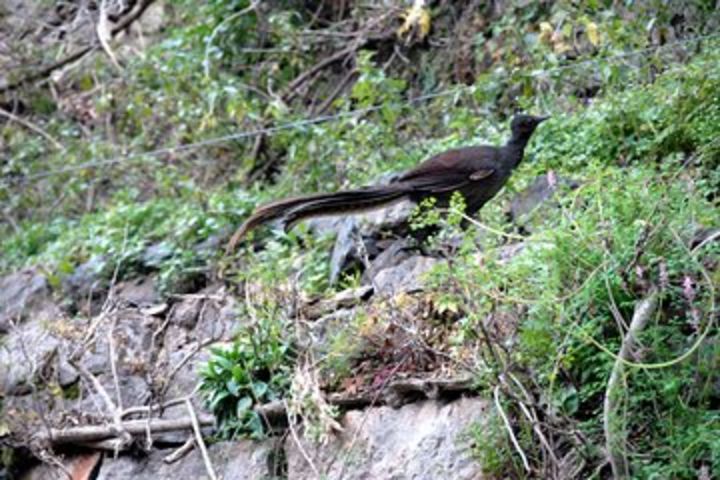 Jenolan Caves - Wildlife and Caves image